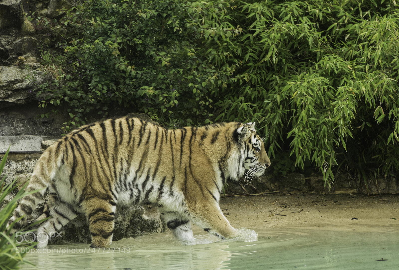 Nikon D810 sample photo. Tiger series photography