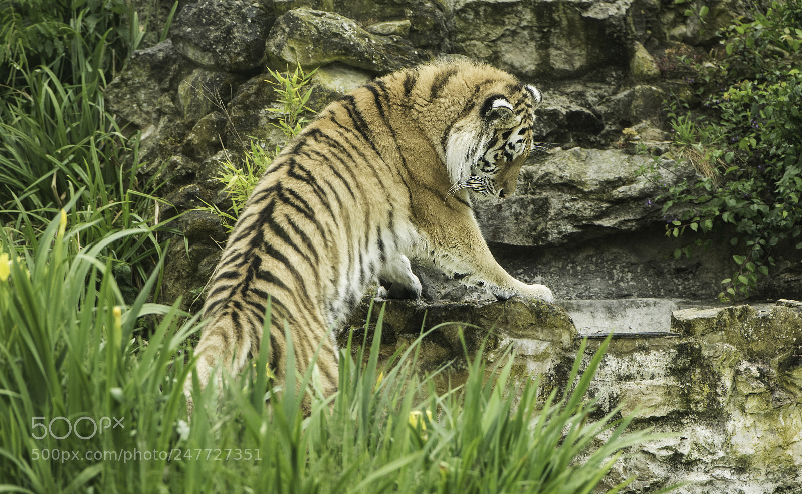 Nikon D810 sample photo. Tiger series photography