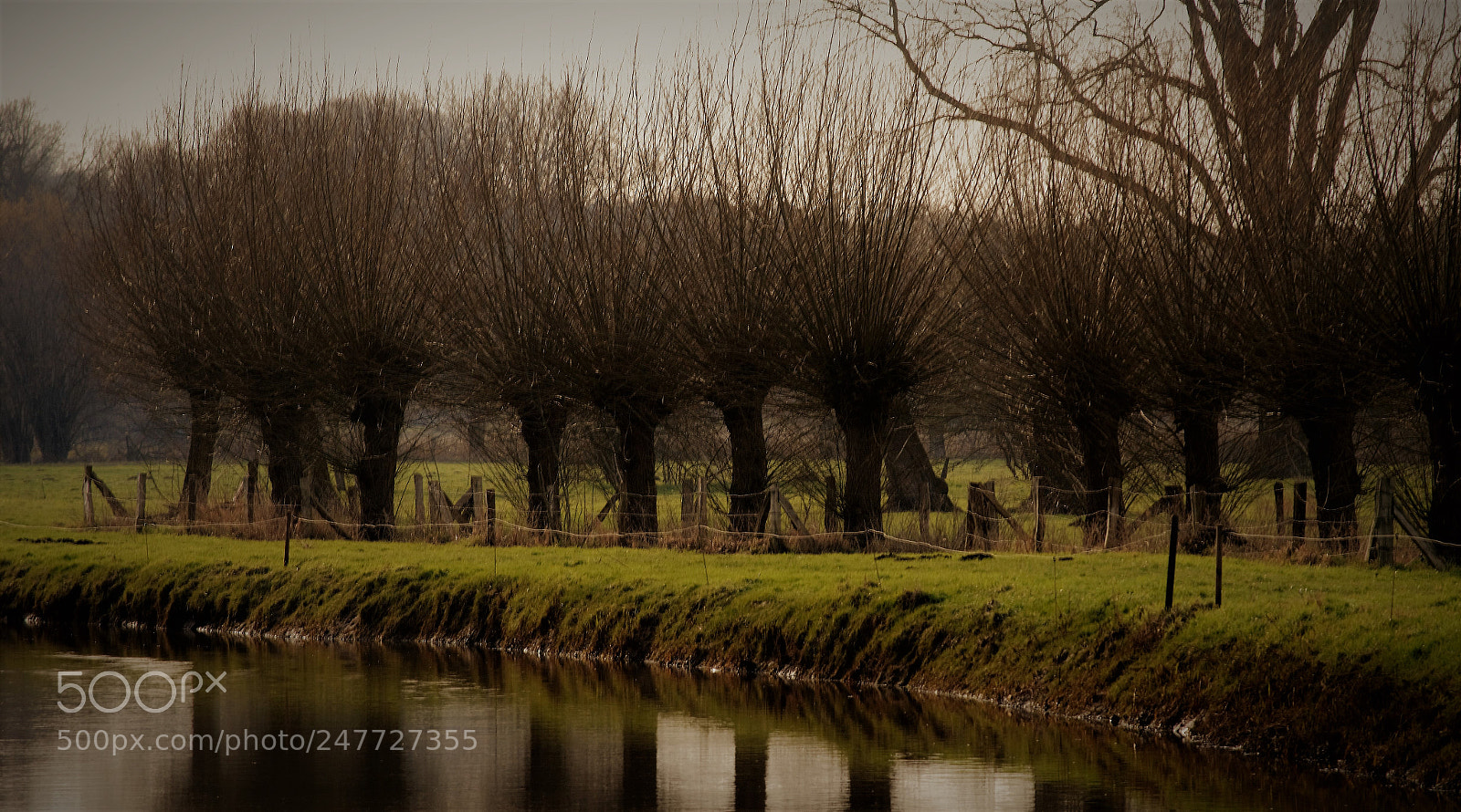 Nikon D5100 sample photo. River delme - trees photography