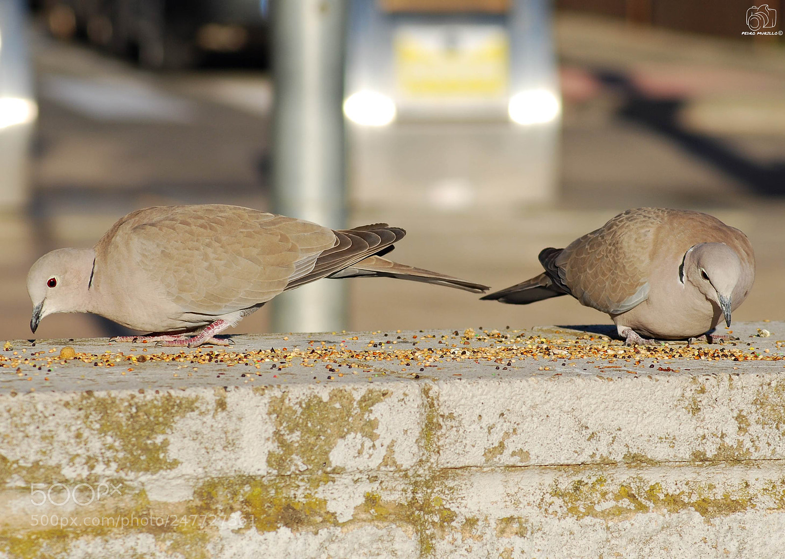 Nikon D60 sample photo. Untitled photography