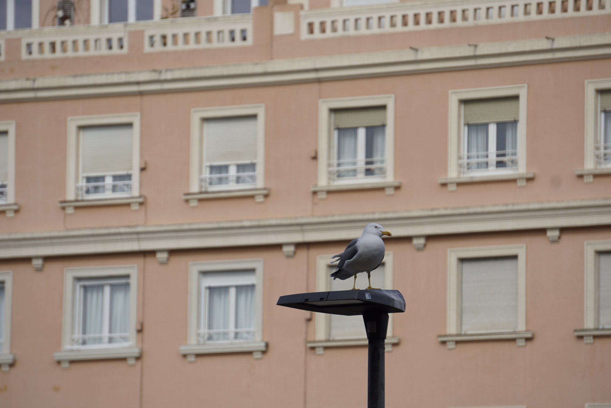 Sony E 55-210mm F4.5-6.3 OSS sample photo. Vigilante photography