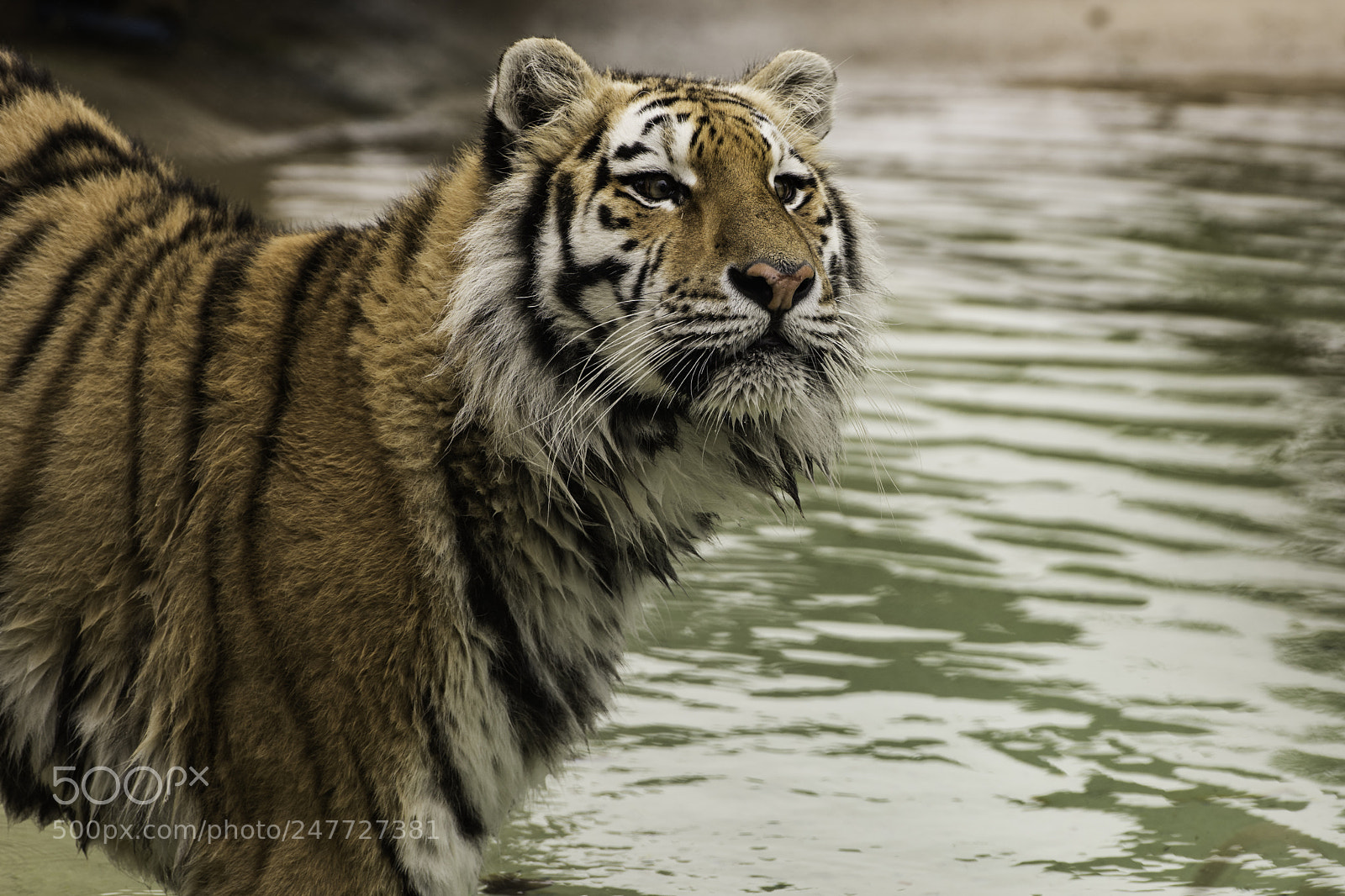 Nikon D810 sample photo. Tiger series photography