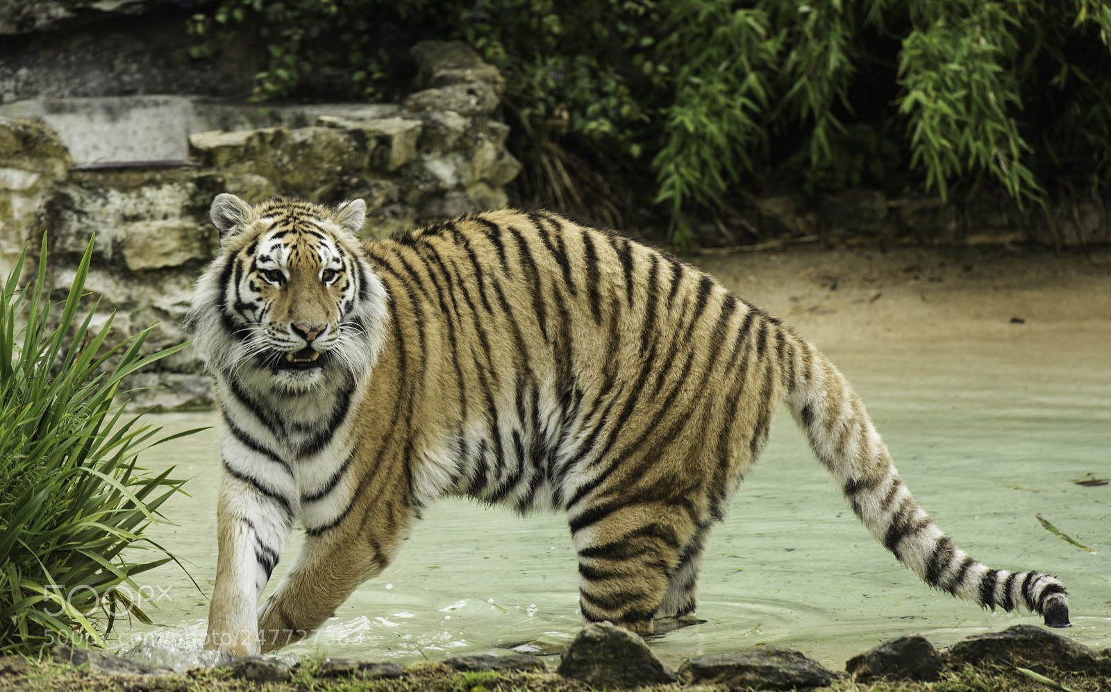 Nikon D810 sample photo. Tiger series photography