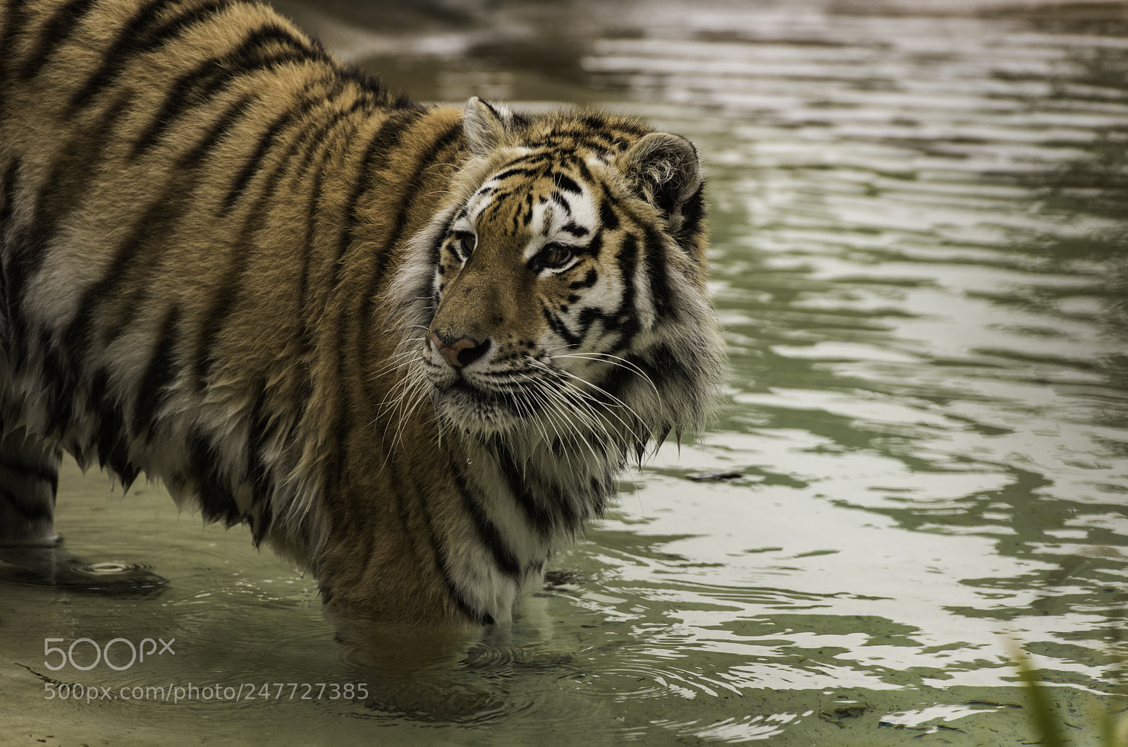 Nikon D810 sample photo. Tiger series photography