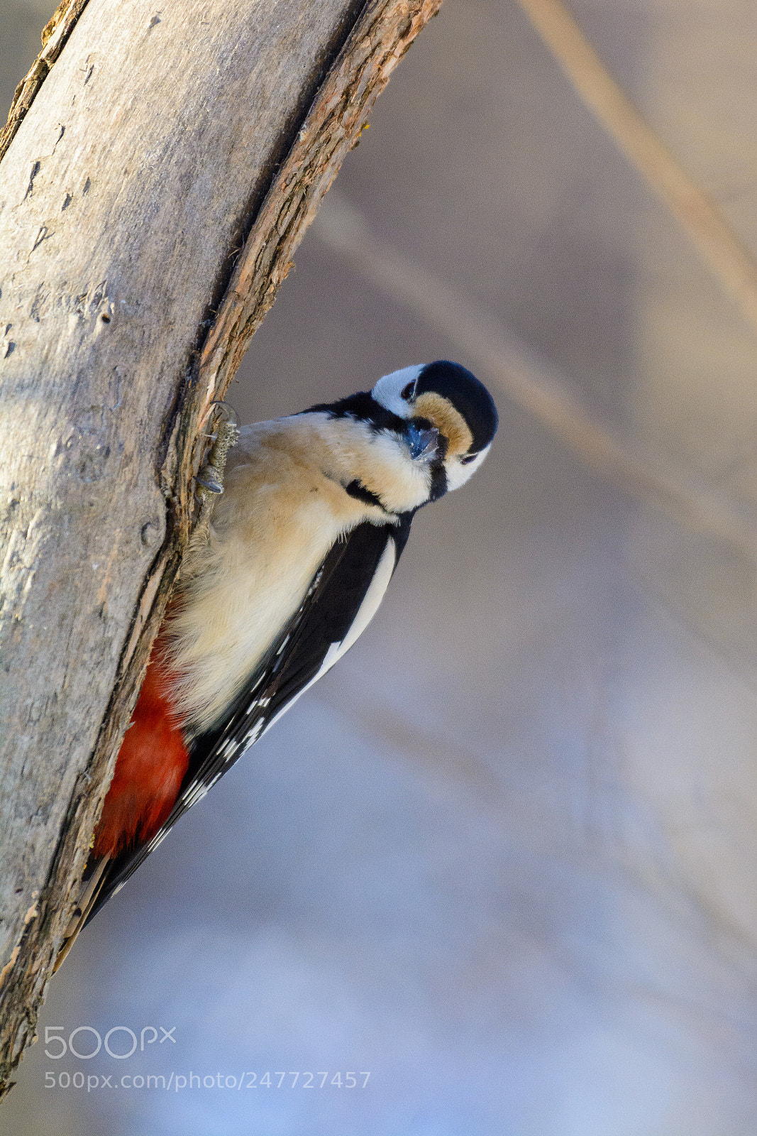 Nikon D7100 sample photo. Woodpecker hello photography