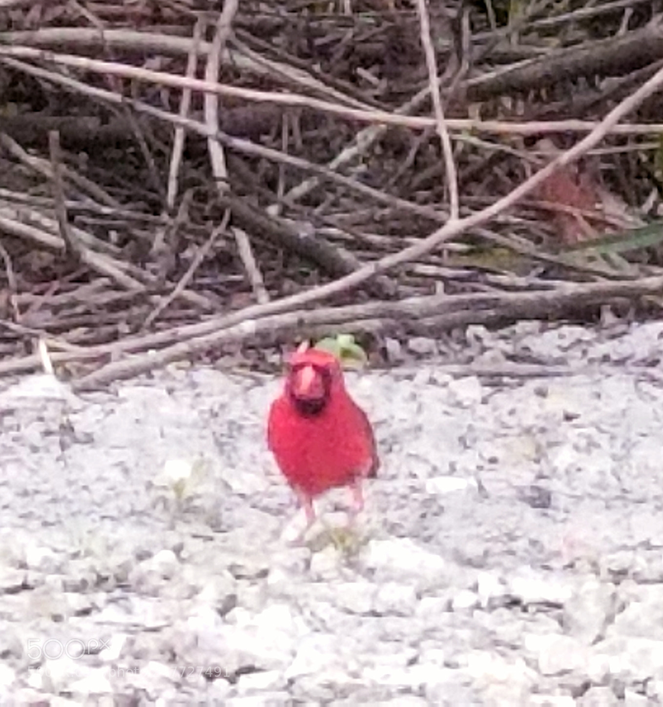 Samsung Galaxy S8+ sample photo. Cardenal photography