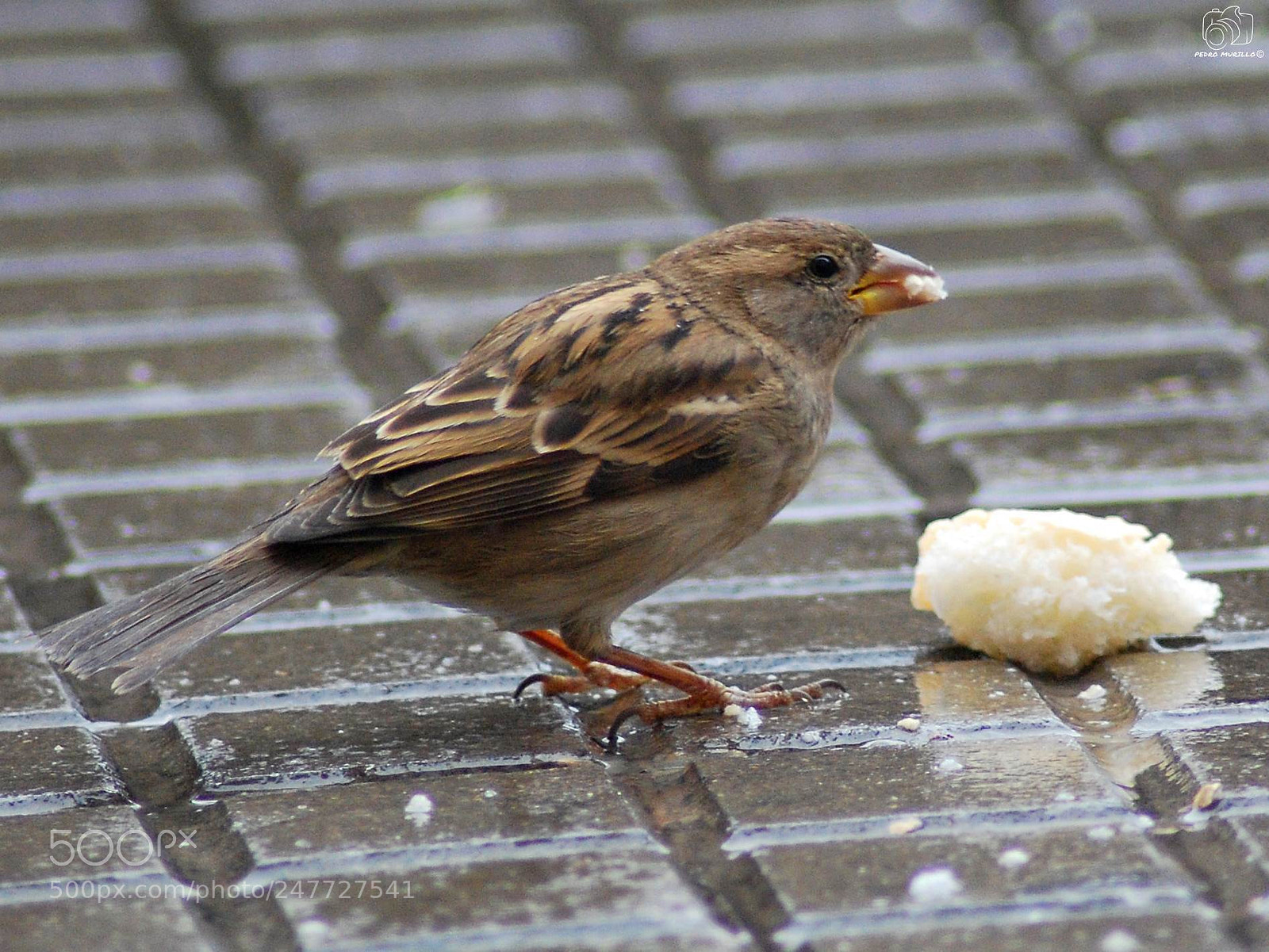 Nikon D60 sample photo. Untitled photography