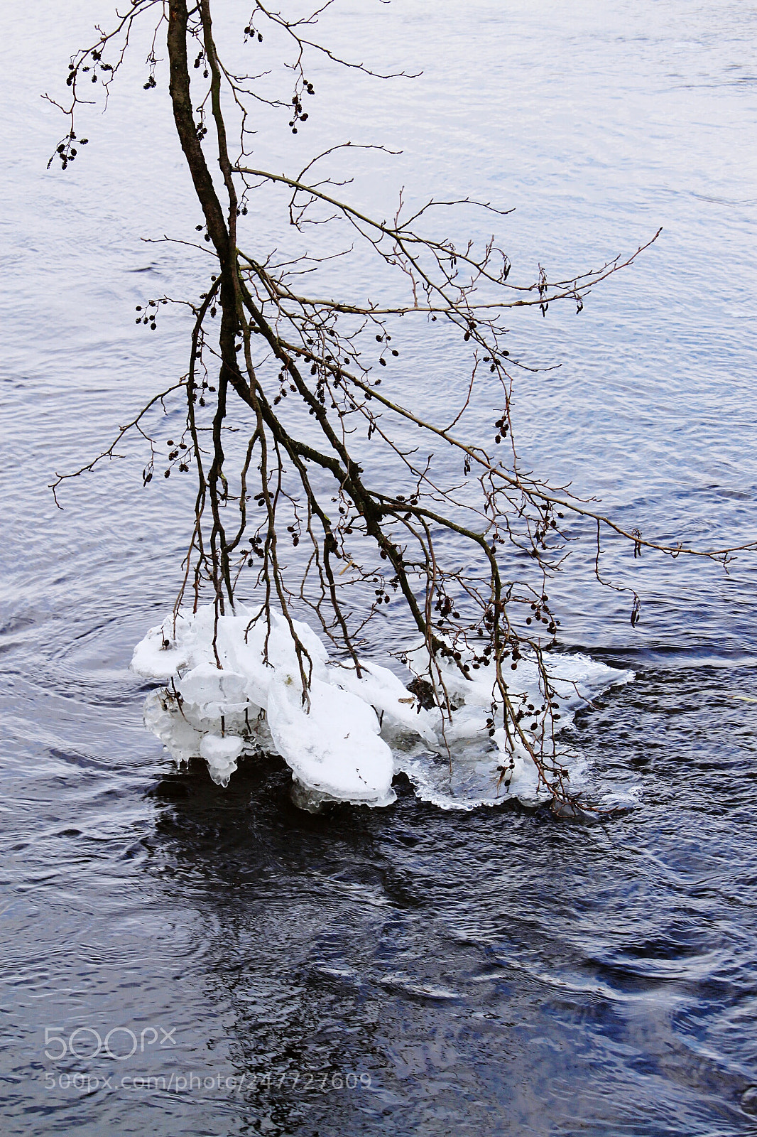 Canon EOS 500D (EOS Rebel T1i / EOS Kiss X3) sample photo. Ice on the tree photography