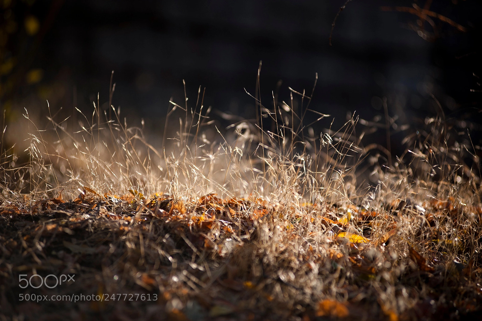 Nikon D3 sample photo. Hazy grass photography