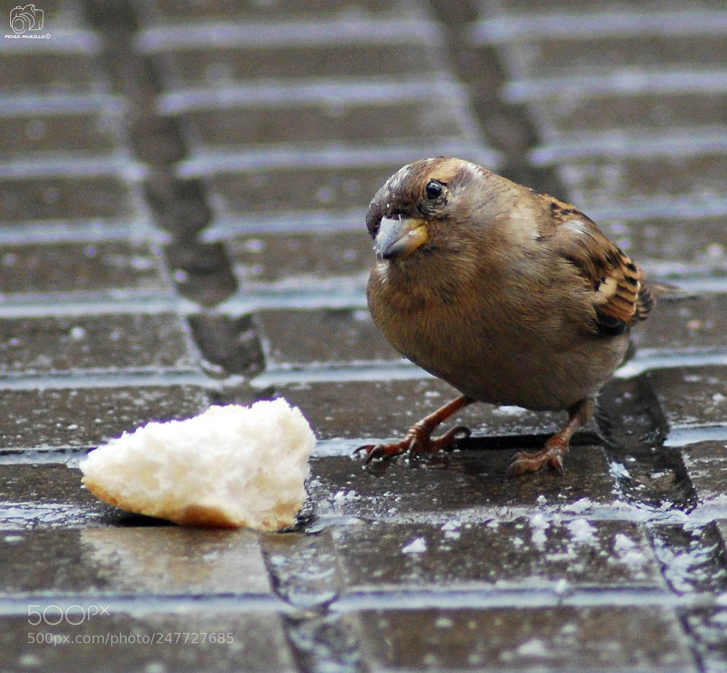 Nikon D60 sample photo. Untitled photography