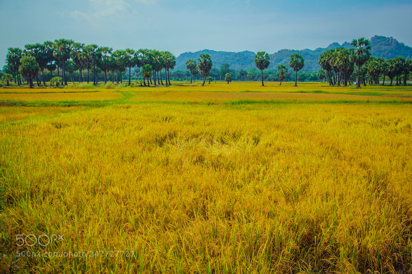 Canon EOS 60D sample photo. An giang v photography