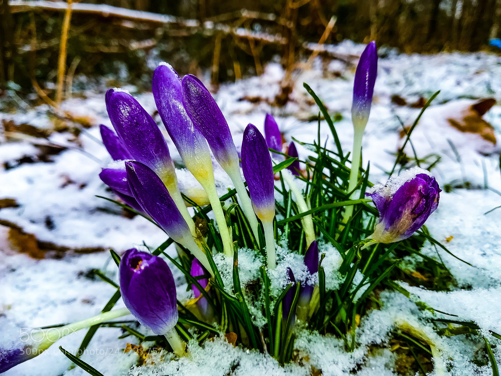 HUAWEI P10 lite sample photo. Springinthesnow photography