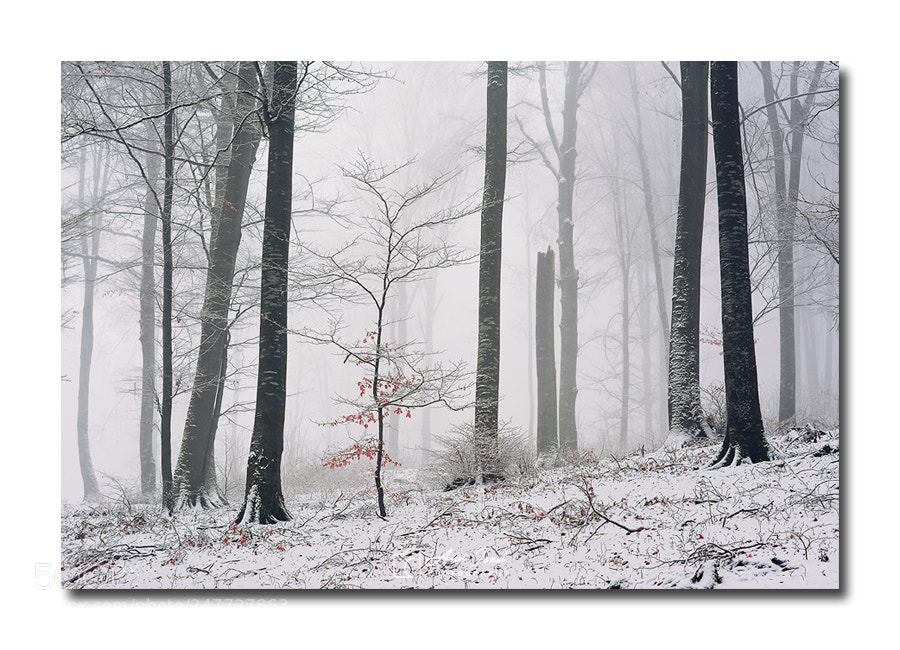 Nikon D7100 sample photo. Winter into the forest photography