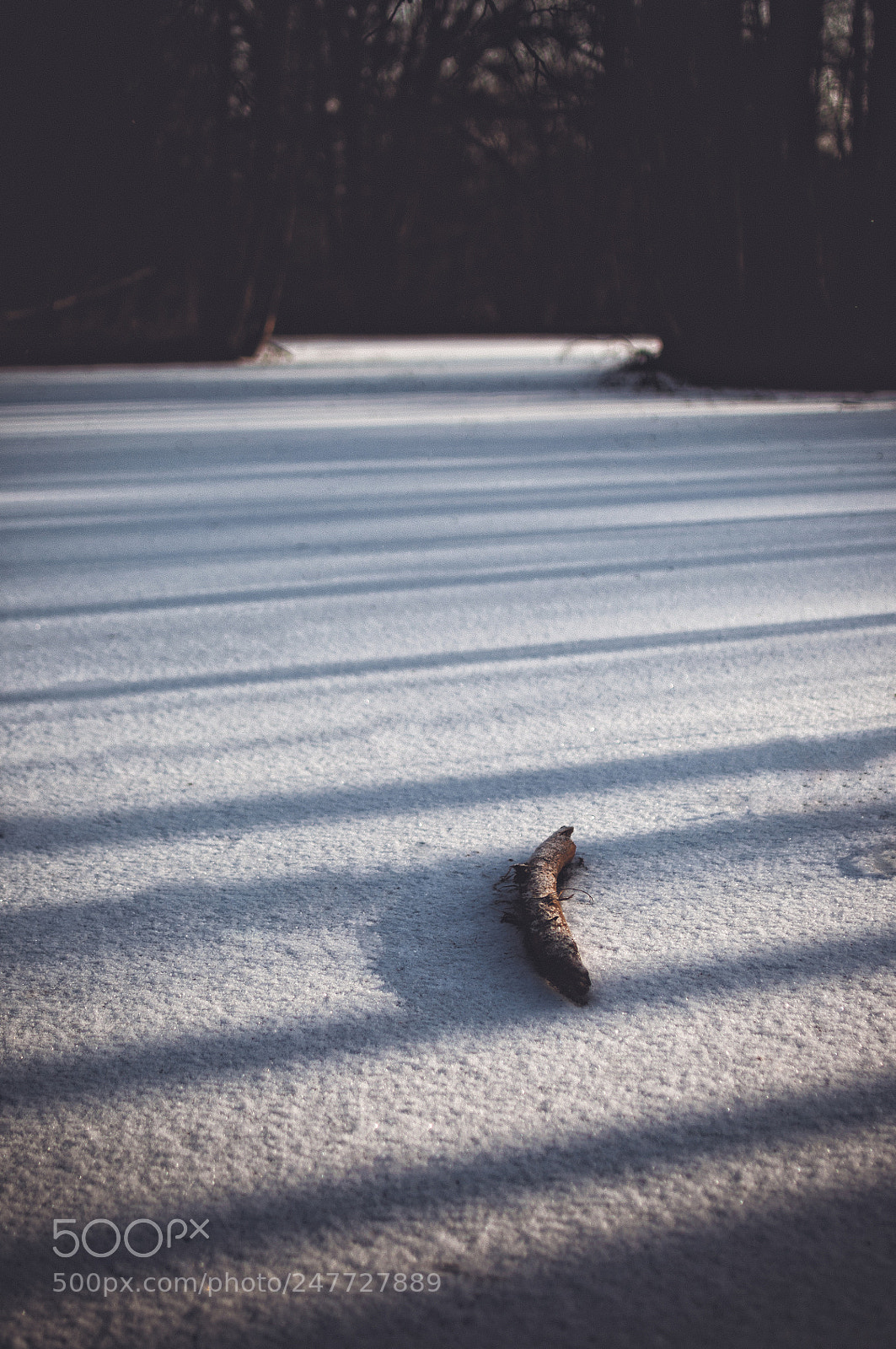 Nikon D5000 sample photo. Solitude of the frozen photography