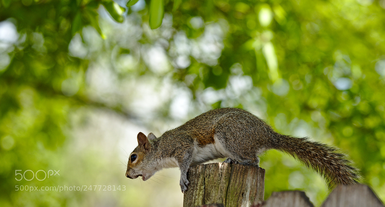 Nikon D810 sample photo. A surprised squirrel photography