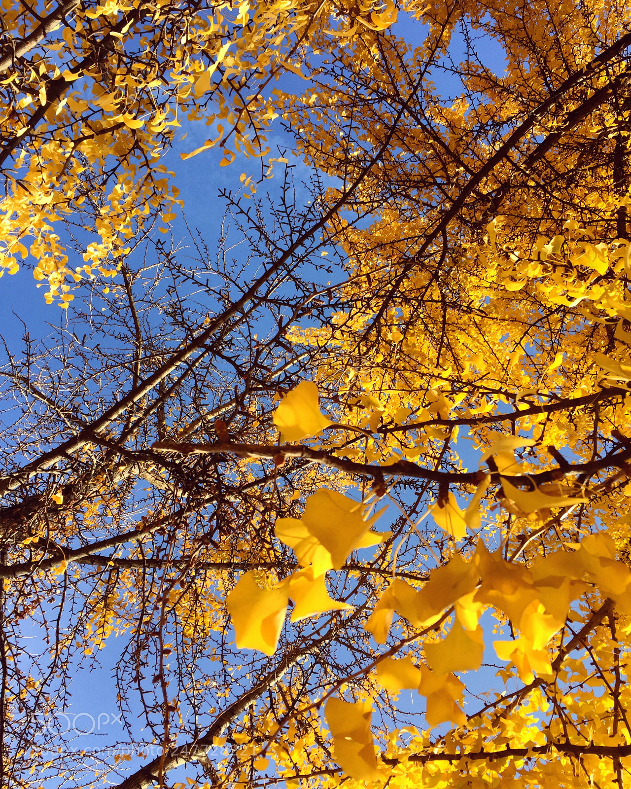 Apple iPhone 6 sample photo. Yellow leaves photography