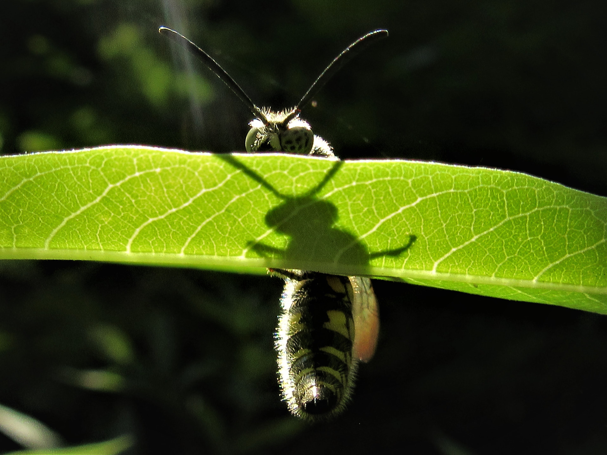 Canon PowerShot SX600 HS sample photo. Shadow photography