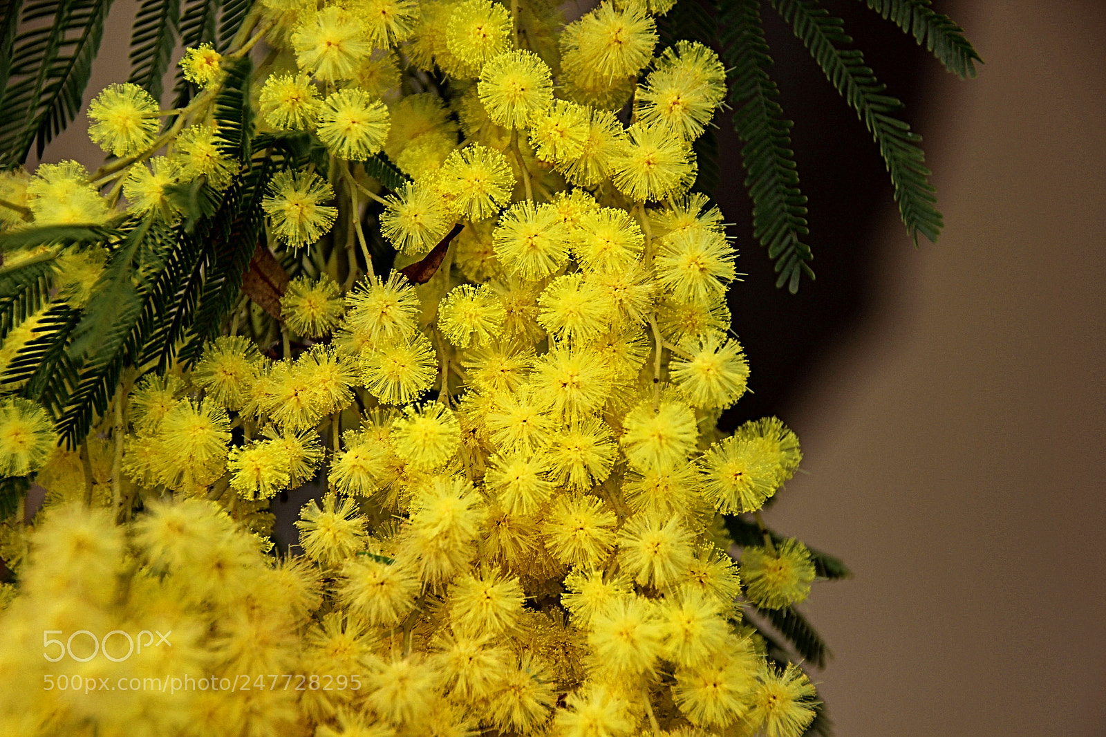 Canon EOS 600D (Rebel EOS T3i / EOS Kiss X5) sample photo. Mimosa photography