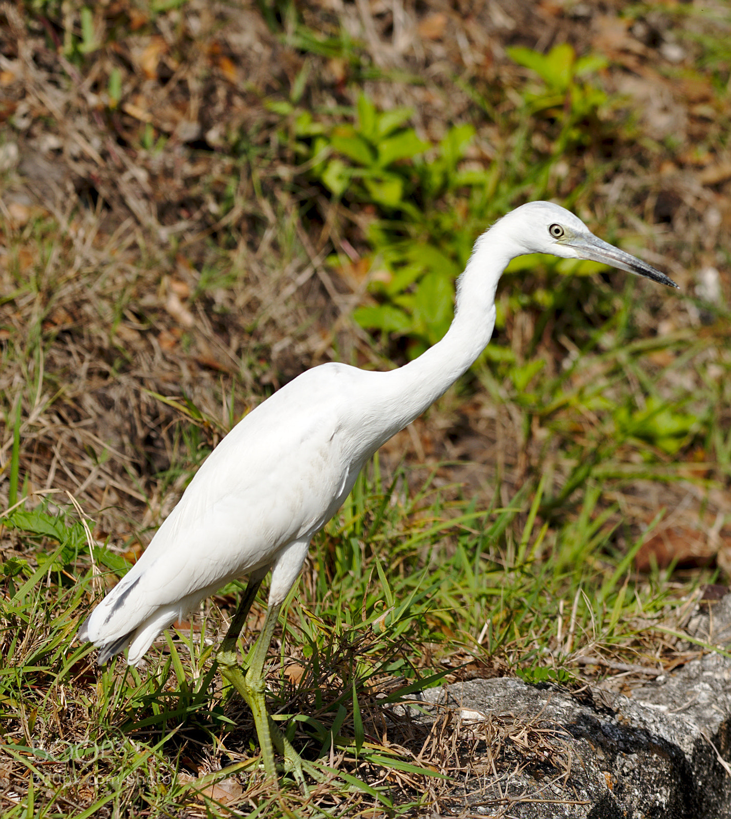 Nikon D810 sample photo. A white egret photography