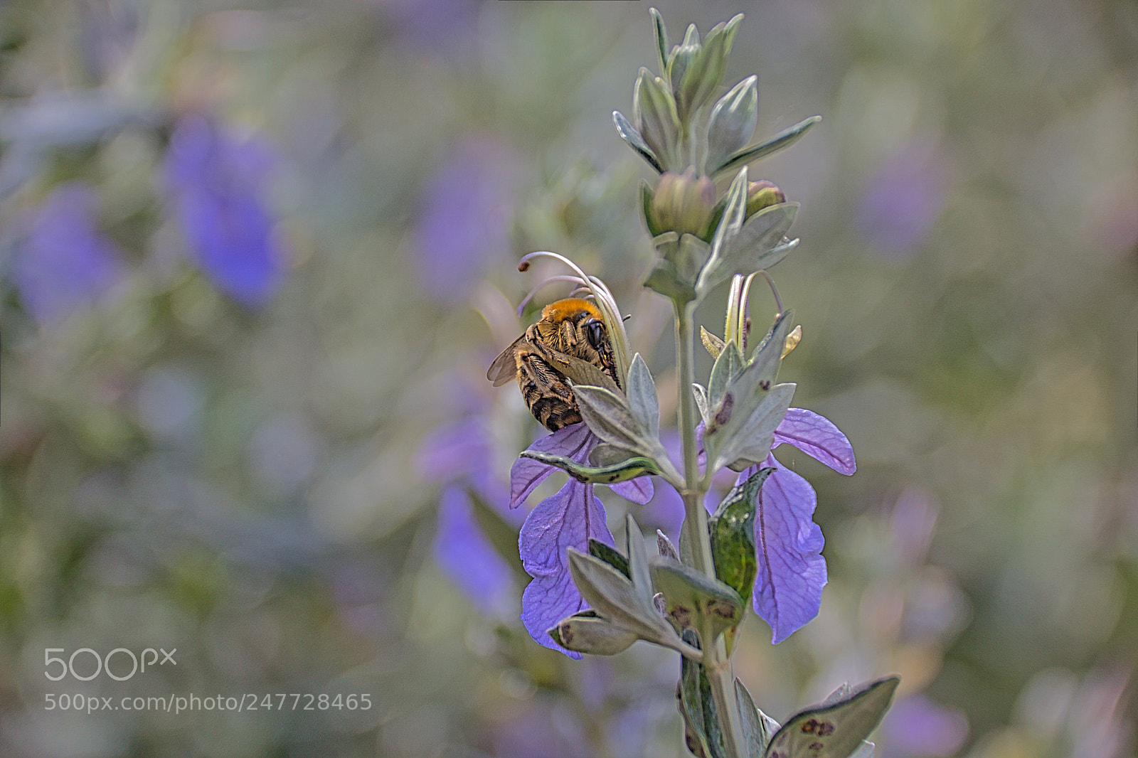 Canon EOS 60D sample photo. Bee photography