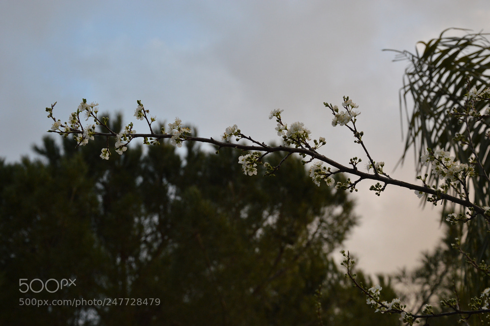 Nikon D3200 sample photo. Flower photography