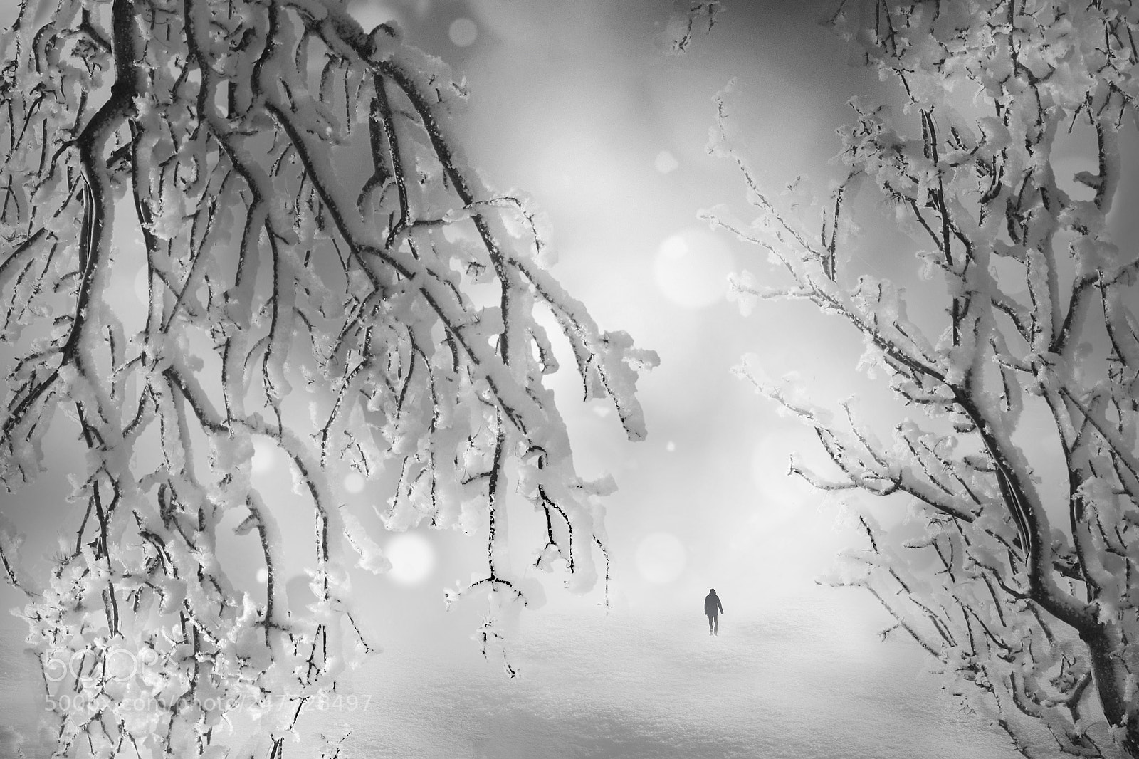 Panasonic Lumix DC-GH5 sample photo. The taste of snow photography