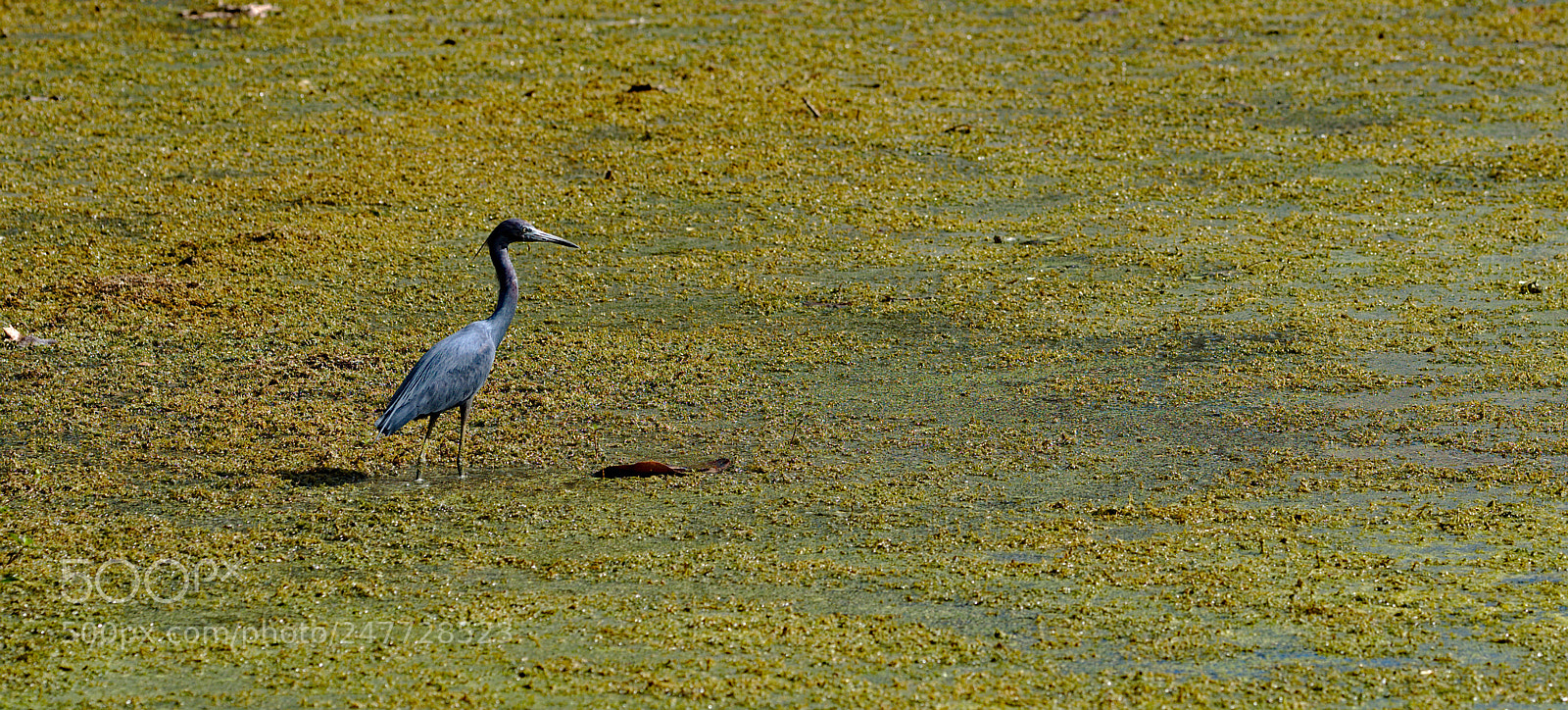 Nikon D810 sample photo. A little blue heron photography
