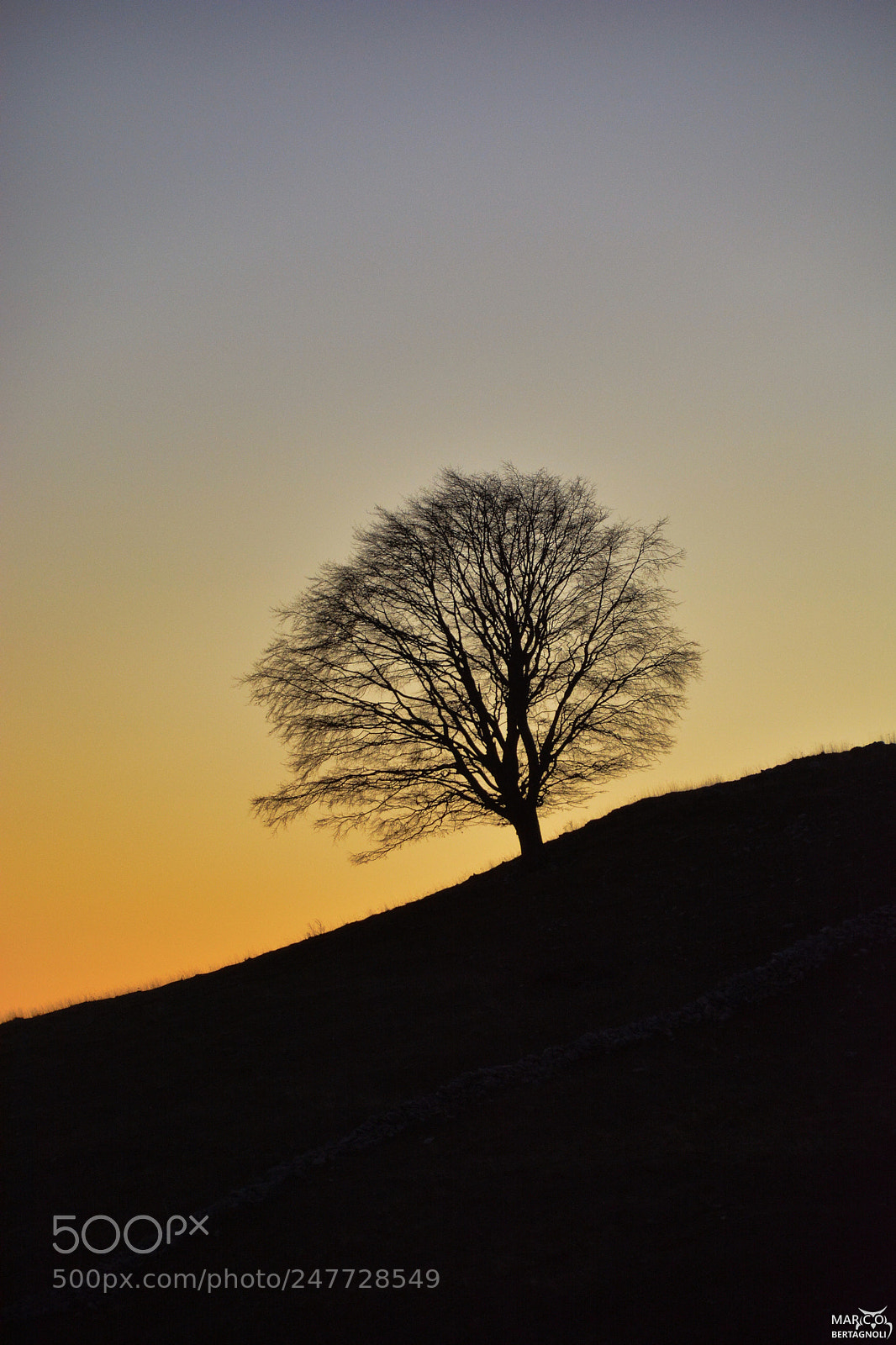 Nikon D5200 sample photo. Tree photography