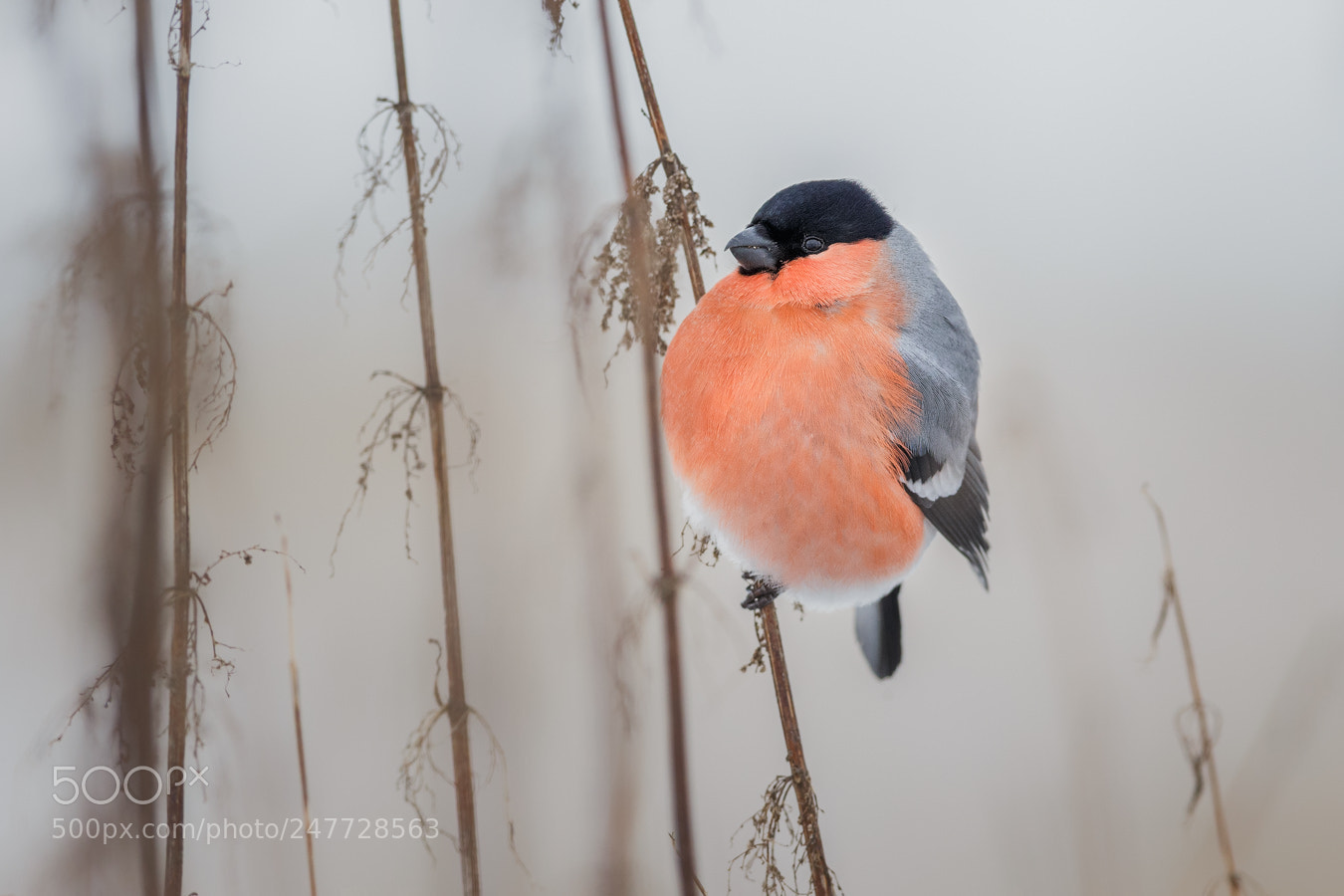 Canon EOS-1D X sample photo. Bullfinch photography