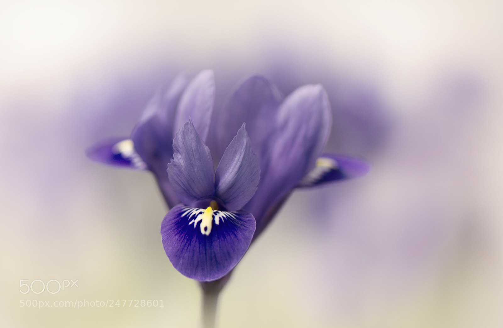 Nikon D7100 sample photo. ~ iris ~ photography