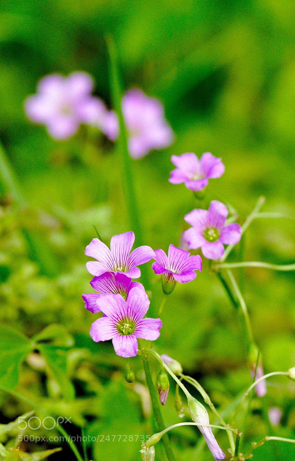 Nikon D810 sample photo. A false shamrock or photography