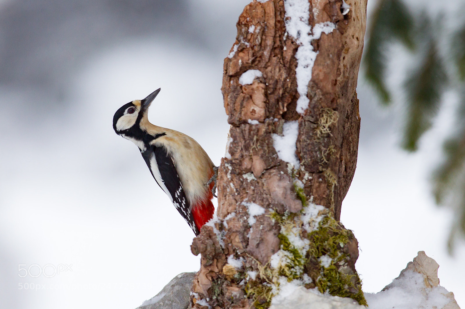 Canon EOS-1D Mark IV sample photo. Pic épeiche (dendrocopos major) photography