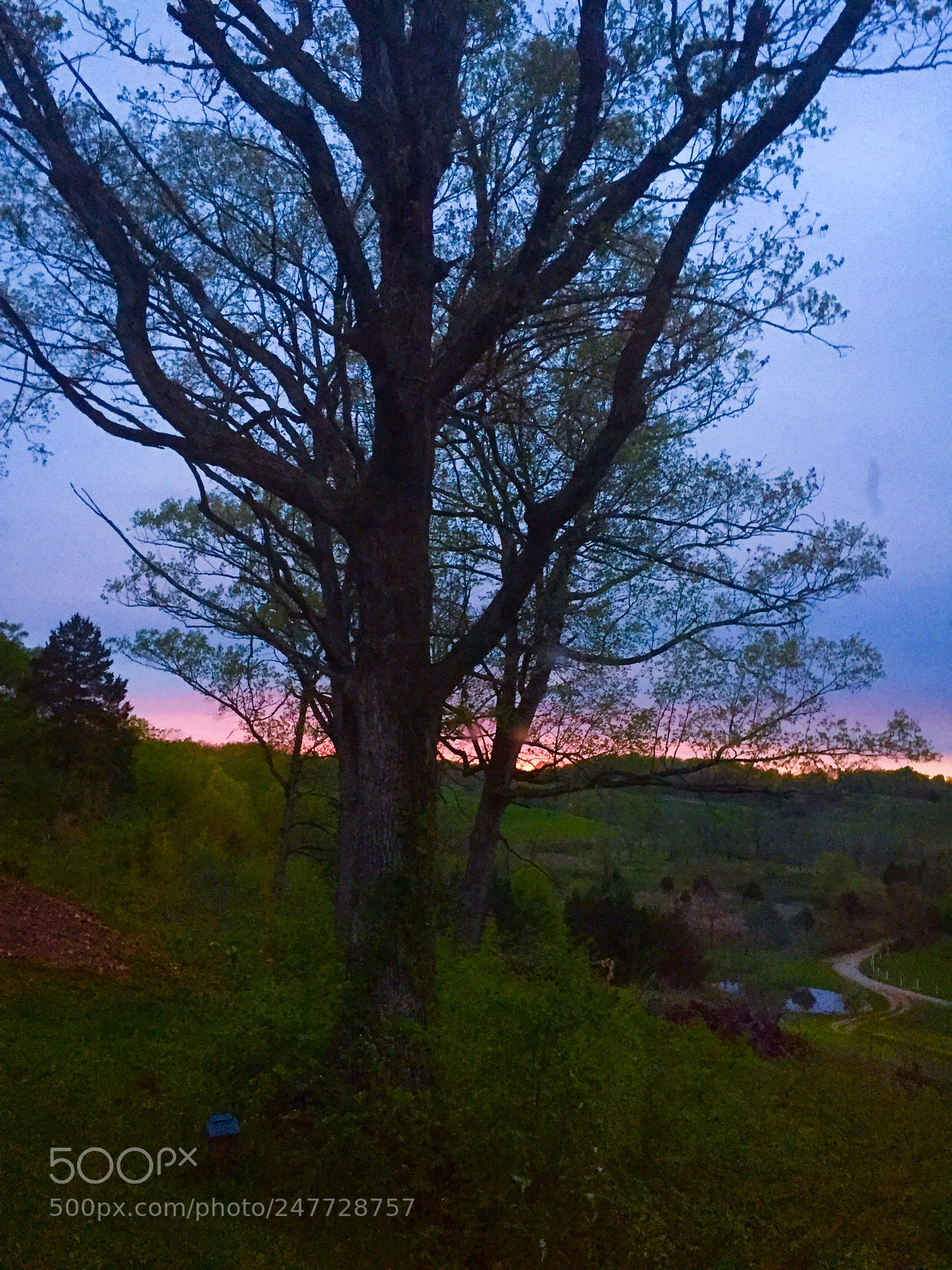Apple iPhone 6 sample photo. Evening sunset thru tree photography