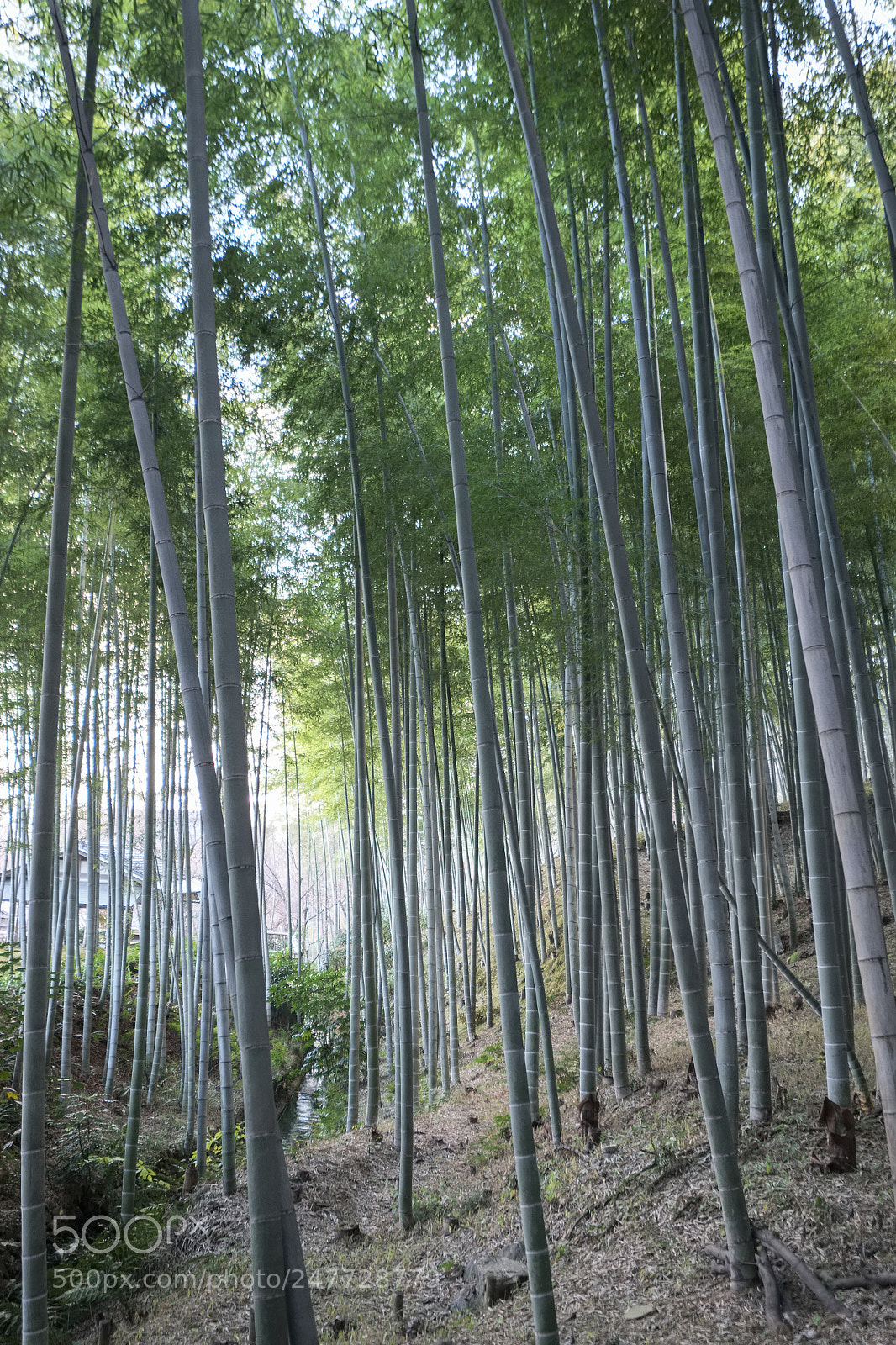 Fujifilm X-T1 sample photo. Bamboo forest photography