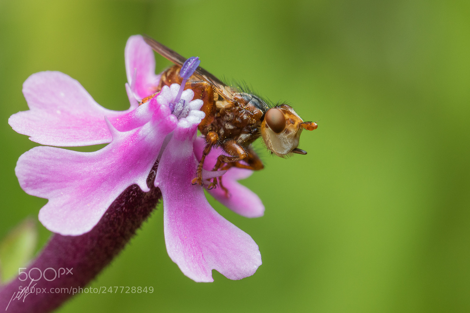 Canon EOS 7D Mark II sample photo. Myopa sp. conopidae photography