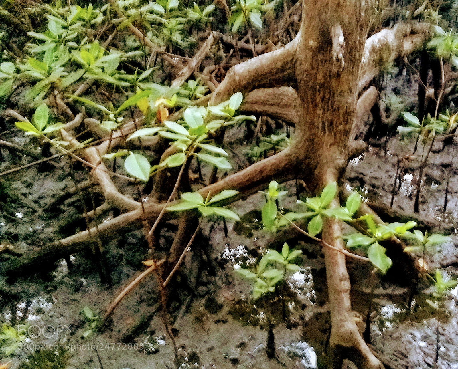 Motorola Moto G (5) Plus sample photo. Low tide in the photography