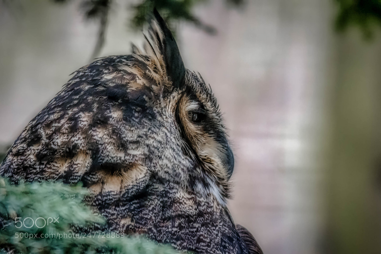 Nikon D7200 sample photo. Great horned owl photography
