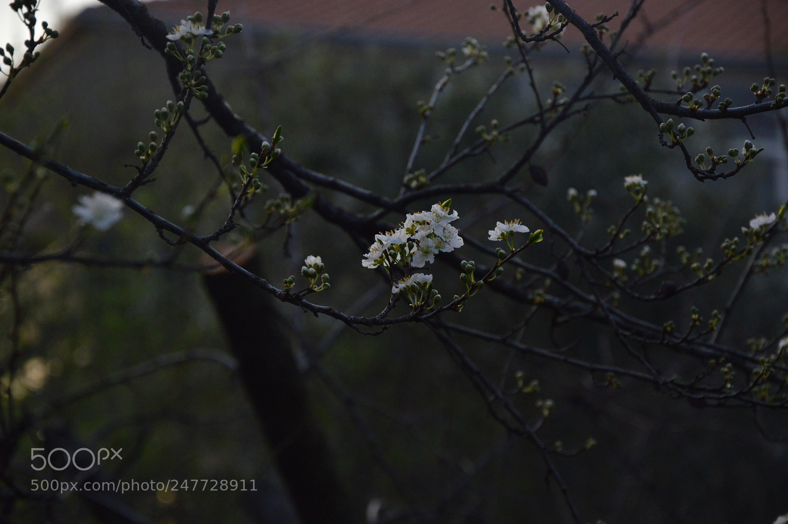 Nikon D3200 sample photo. Flower photography