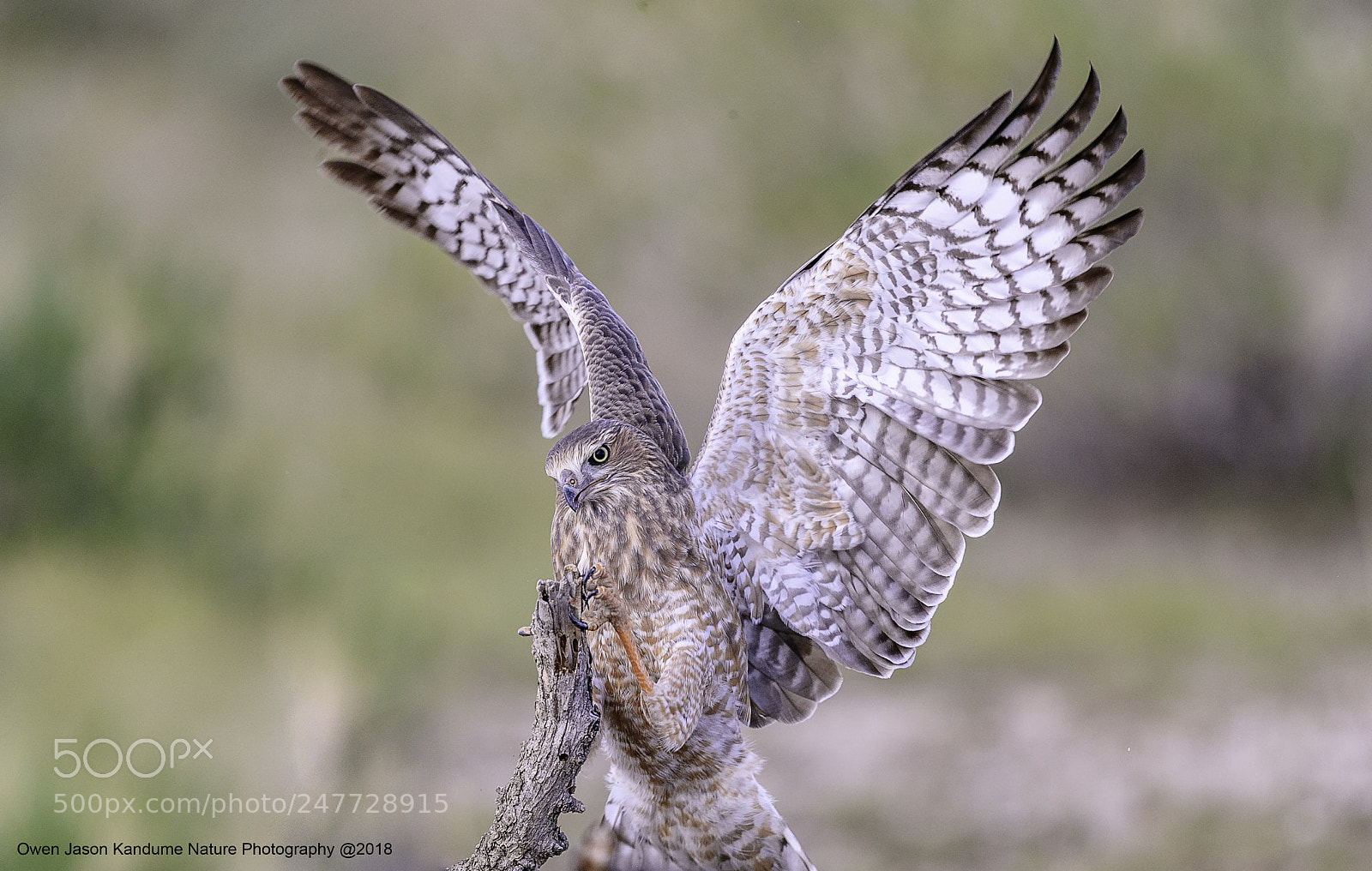 Canon EOS-1D X Mark II sample photo. Wings photography
