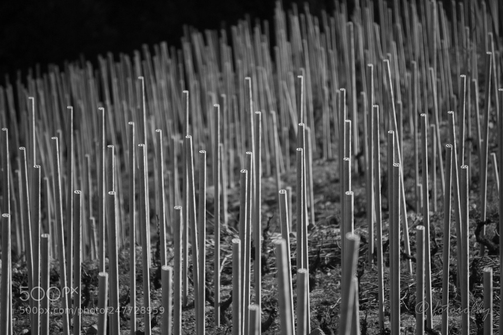 Canon EOS 600D (Rebel EOS T3i / EOS Kiss X5) sample photo. White forest photography