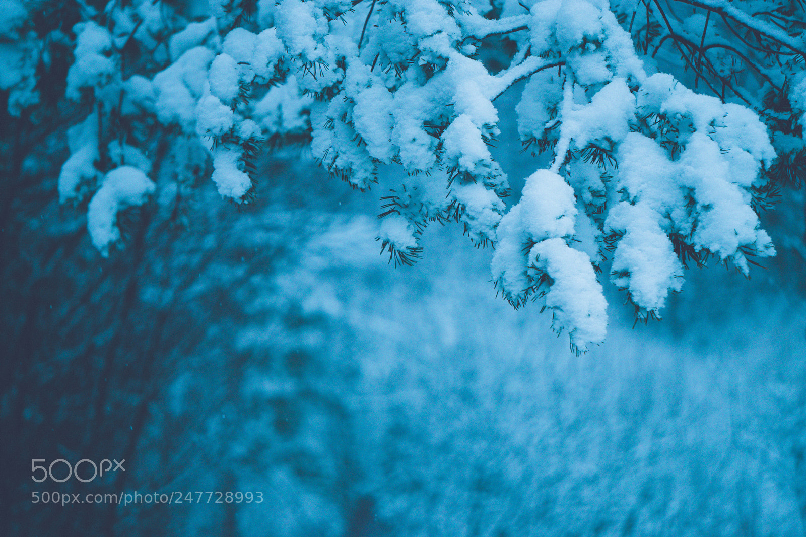 Sony a5100 sample photo. Tree with snow, norway photography