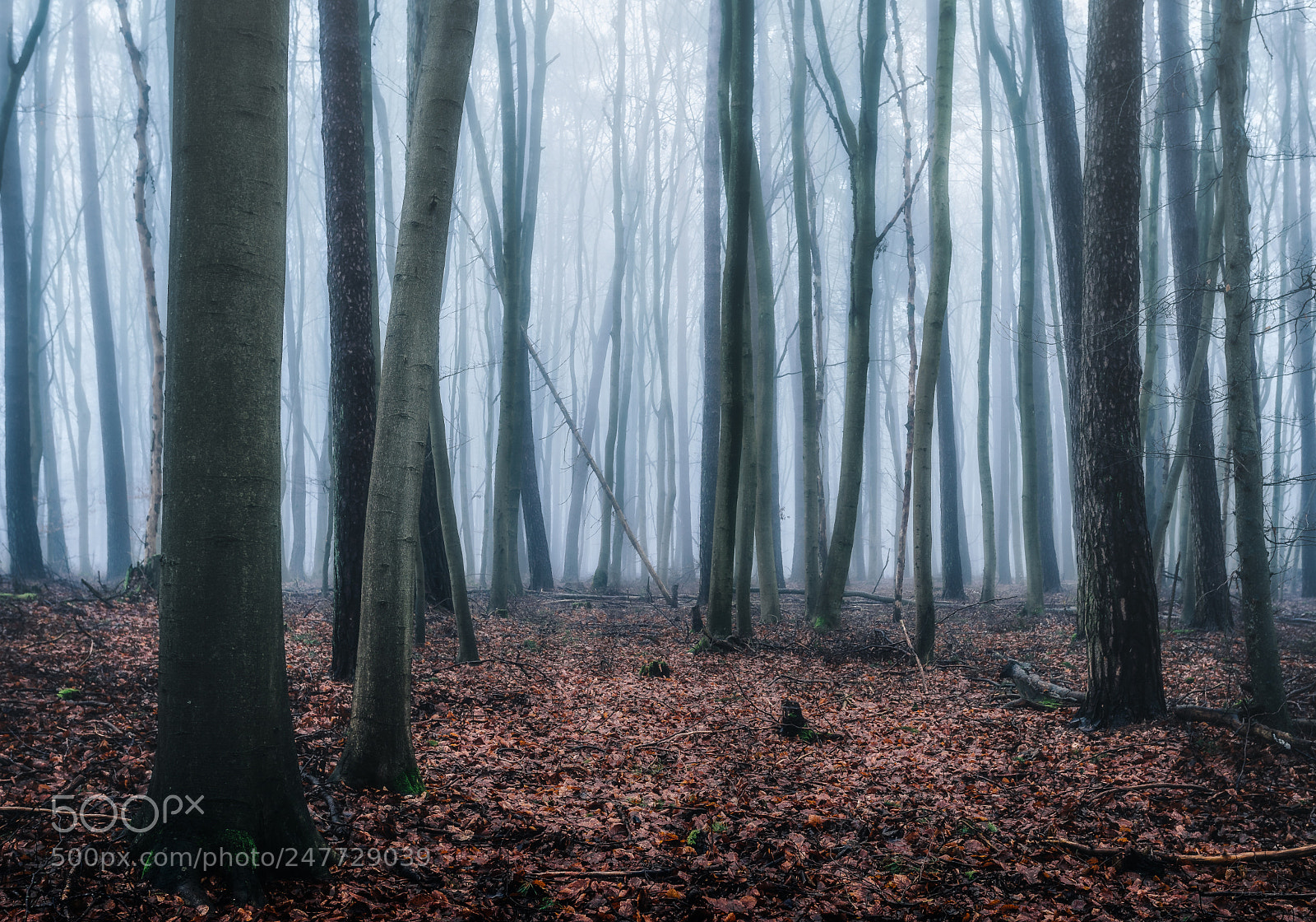 Sony a7 sample photo. Forest photography