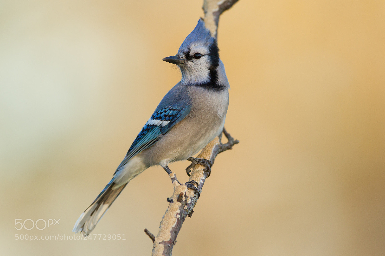 Canon EOS-1D Mark IV sample photo. Blue jay photography