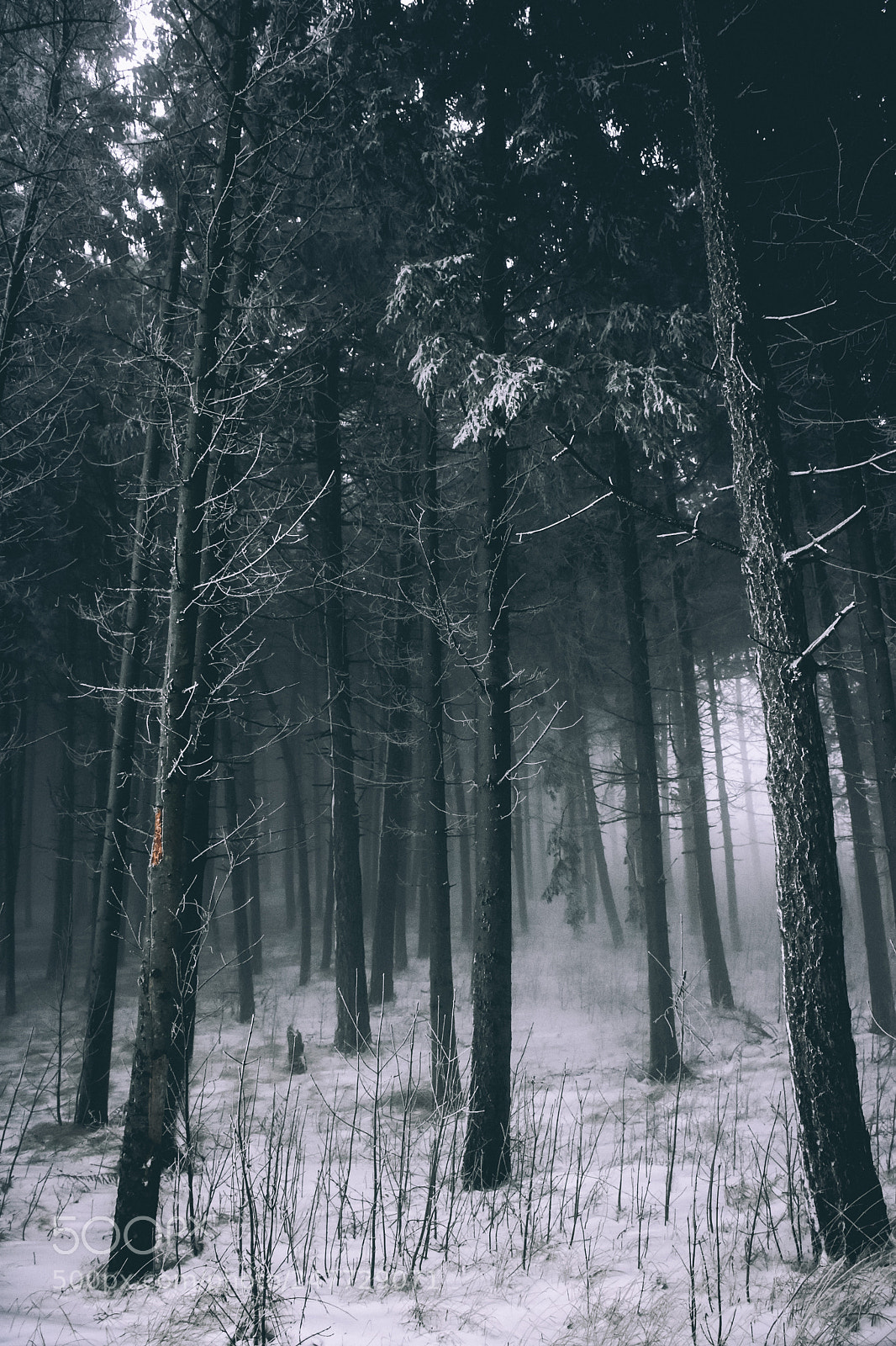 Nikon D7200 sample photo. Fear. photography