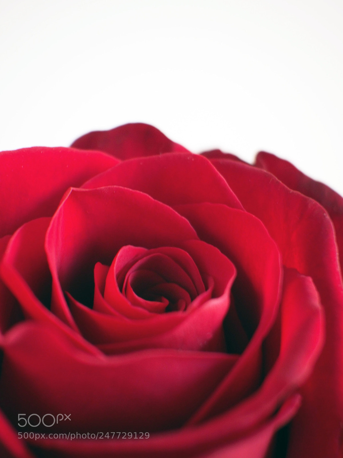 Olympus OM-D E-M10 II sample photo. Red rose close-up photography