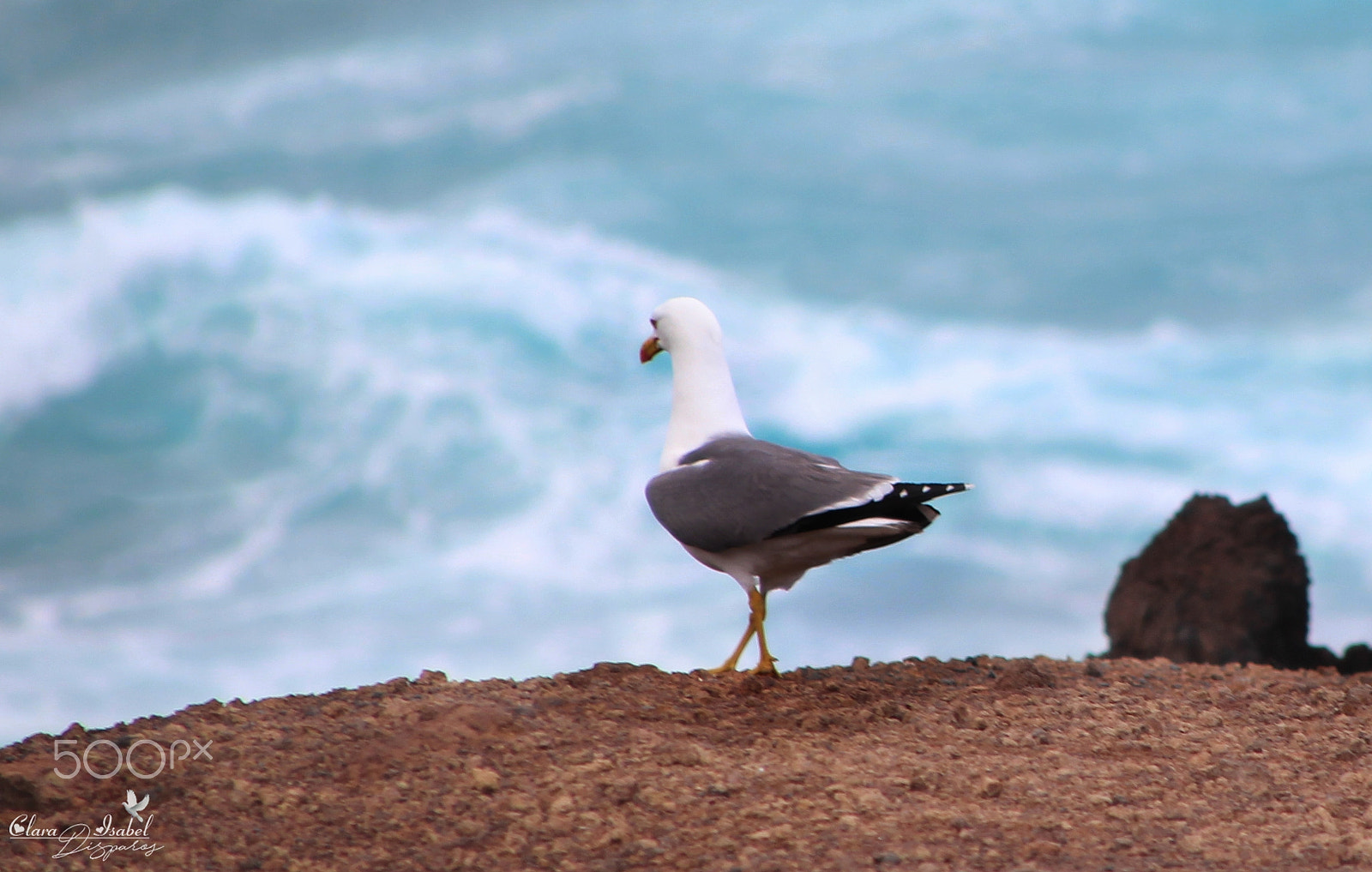 Canon EOS 1200D (EOS Rebel T5 / EOS Kiss X70 / EOS Hi) + Canon TS-E 90mm F2.8 Tilt-Shift sample photo. Gaviota mirando el mar… photography