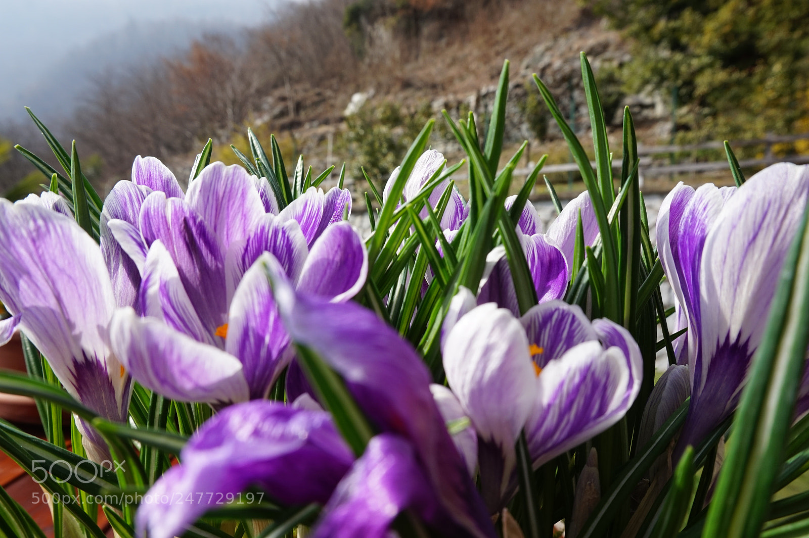 Sony Alpha a5000 (ILCE 5000) sample photo. Flowers photography