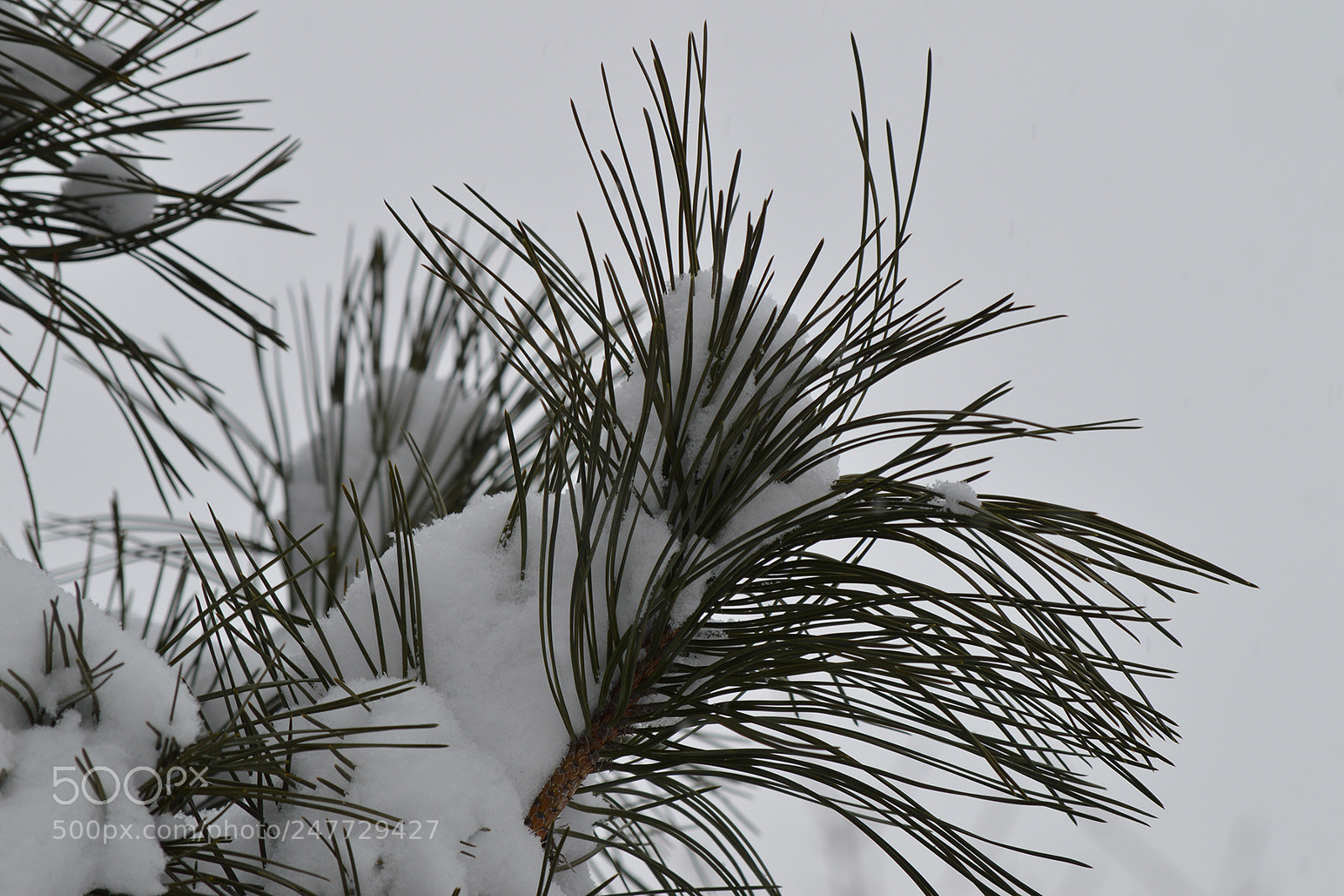 Nikon D3200 sample photo. Late snow photography