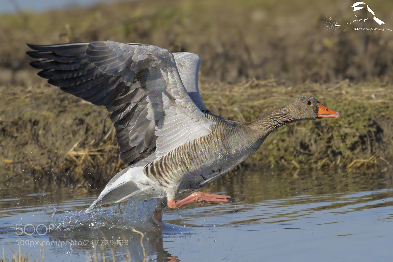 Nikon D500 sample photo. Salvatic goose take off... photography