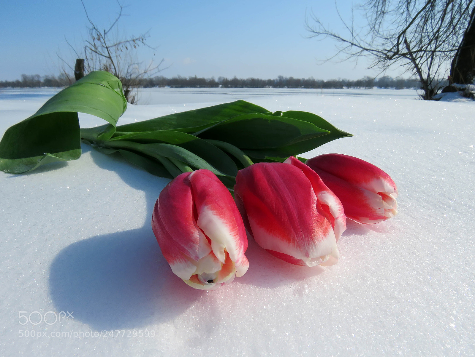 Canon PowerShot SX60 HS sample photo. Tulips in the snow photography